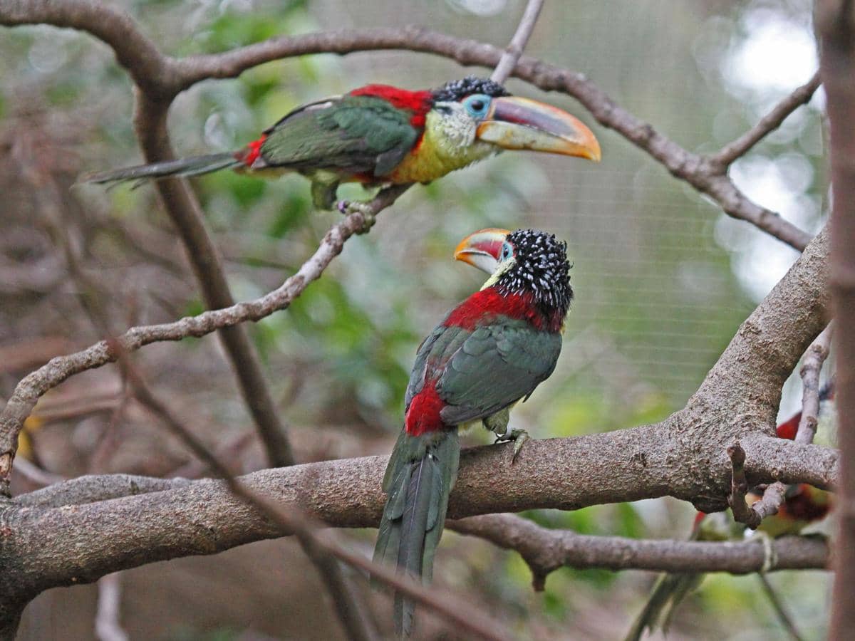 Curl-crested Aracari hidup dan mencari makan bersama kelompoknya.