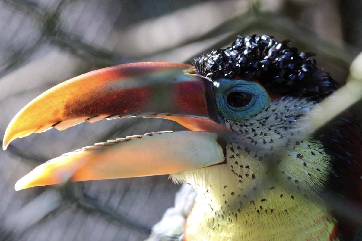 paruh besar Curl-crested Aracari tersusun dari struktur yang ringan.