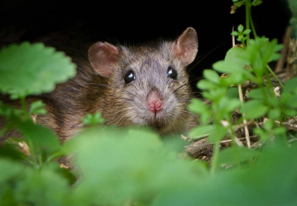 Seorang tikus