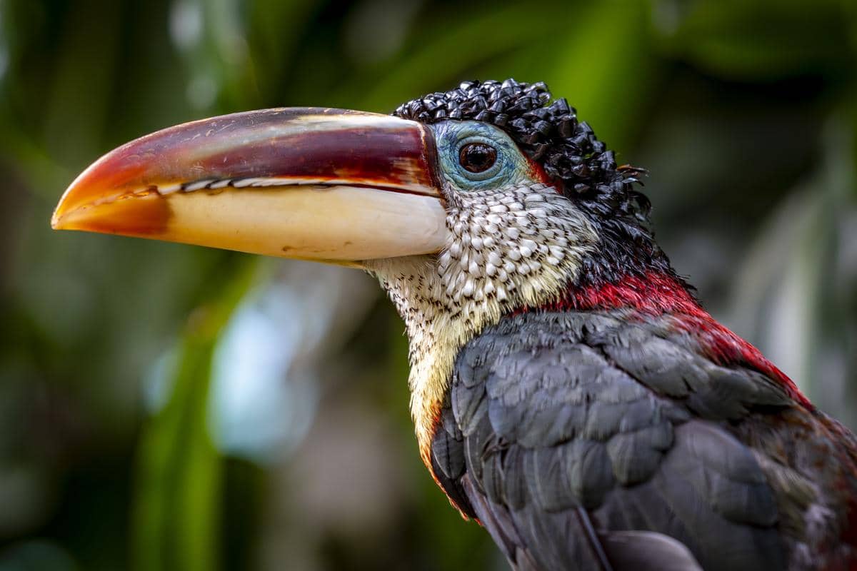 bulu hitam keriting di bagian kepala menjadi ciri khas Curl-crested Aracari.