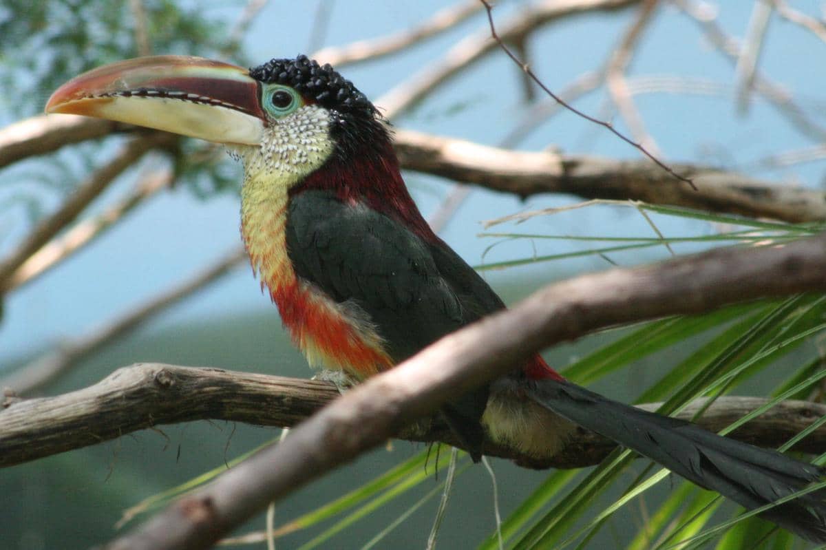 5 Fakta Curl Crested Aracari, Burung Keriting Kerabat Toucan