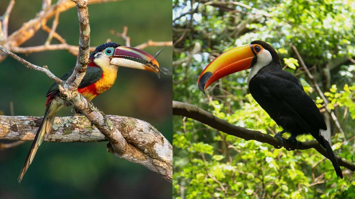 Curl-crested Aracari (kiri) dan toucan (kanan) sama-sama memiliki paruh besar berwarna cerah.