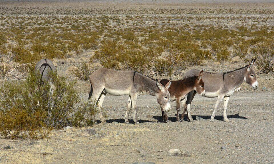sekelompok keledai di Gurun Mojave