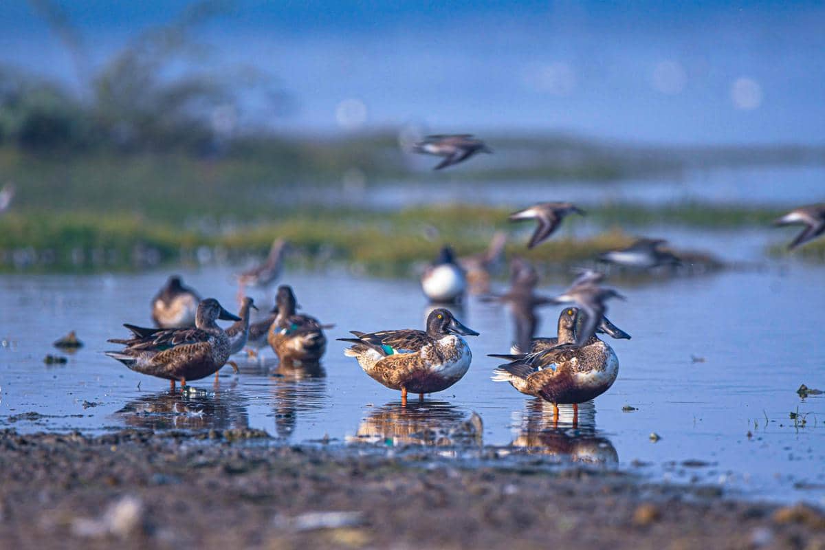 Northern Shoveler 