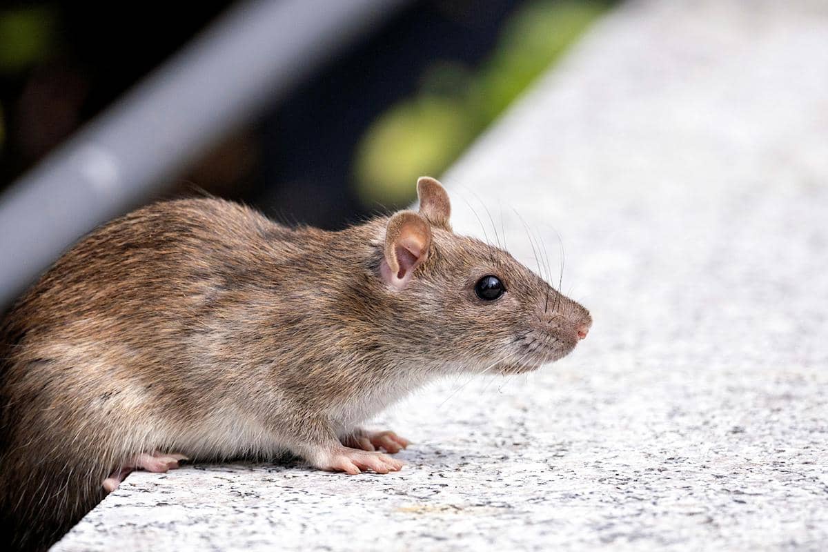 Dinkes Pastikan Belum Ada Temuan Kasus Hantavirus di DIY pada 2026