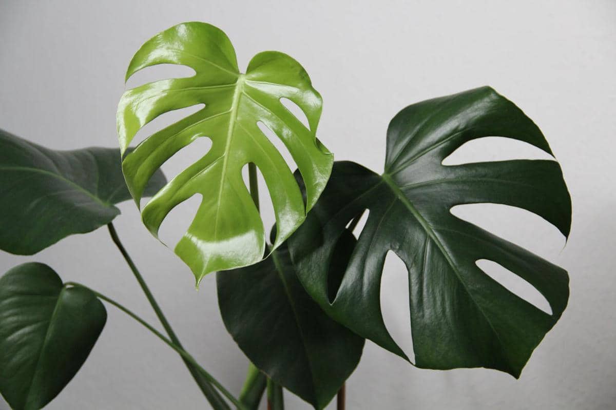 Monstera Kamu Layu? Mungkin Ini 4 Kesalahan yang Dilakukan