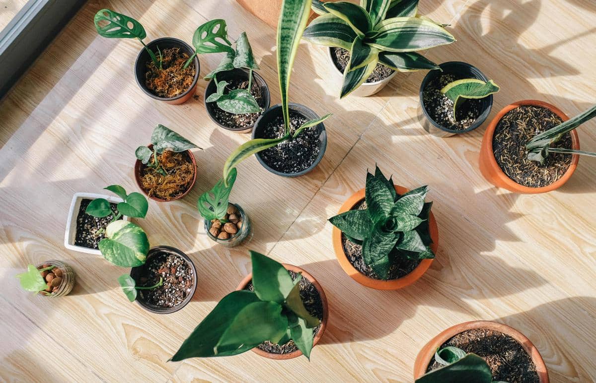 Beberapa pot tanaman hias dengan daun hijau beragam bentuk tersusun di lantai kayu terang yang terkena cahaya matahari.