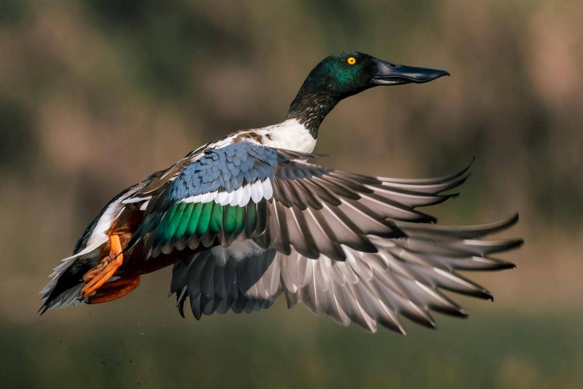 5 Fakta Northern Shoveler, Bebek Migran yang Singgah di Banyak Negara