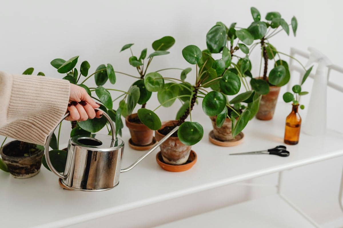 Seseorang menyiram tanaman hias daun hijau di pot kecil menggunakan penyiram logam di atas meja putih di dalam ruangan.