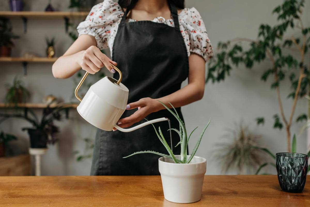 Seseorang mengenakan celemek hitam sedang menyiram tanaman lidah buaya di pot putih menggunakan penyiram air berwarna putih.