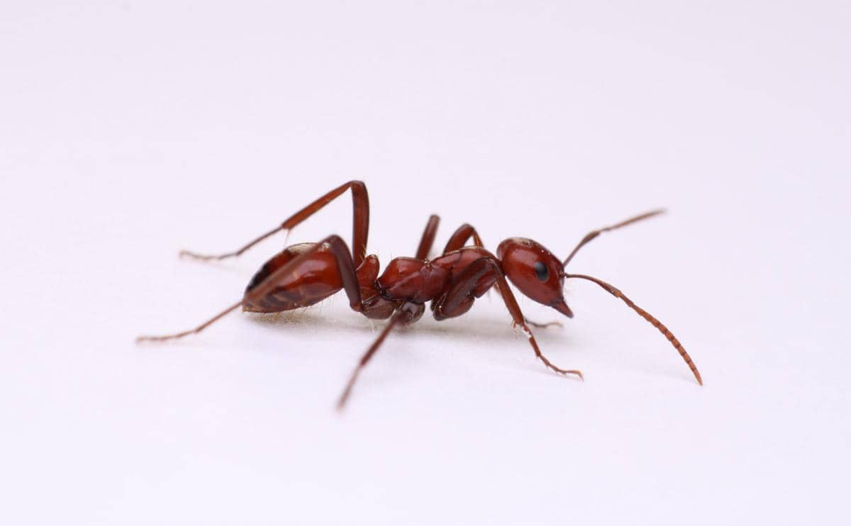 Semut Polyergus