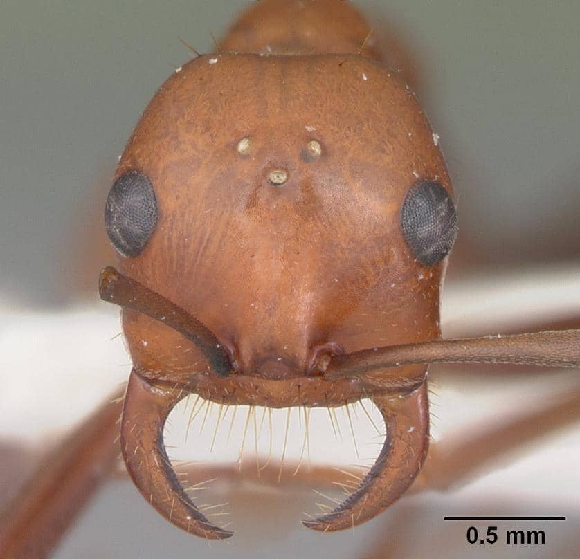 Semut Polyergus