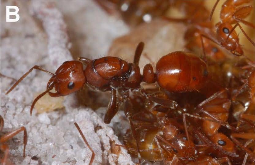 Semut Polyergus sedang berada di sarang semut Formica