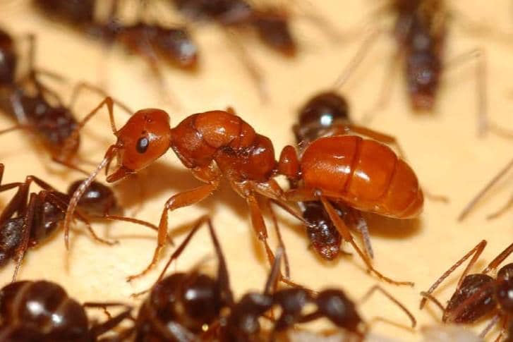 5 Fakta Semut Polyergus, si Perampok yang Hobi Perbudak Spesies Lain!