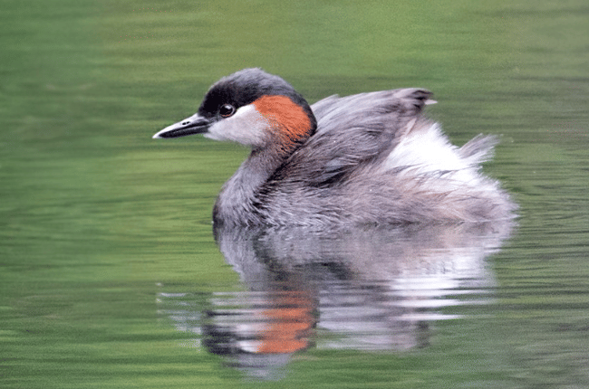 5 Fakta Madagascar Grebe, Burung Air Unik dari Danau di Madagaskar