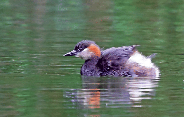 burung madagascar grebe