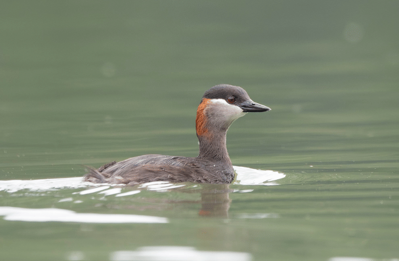 burung madagascar grebe