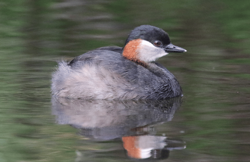 burung madagascar grebe