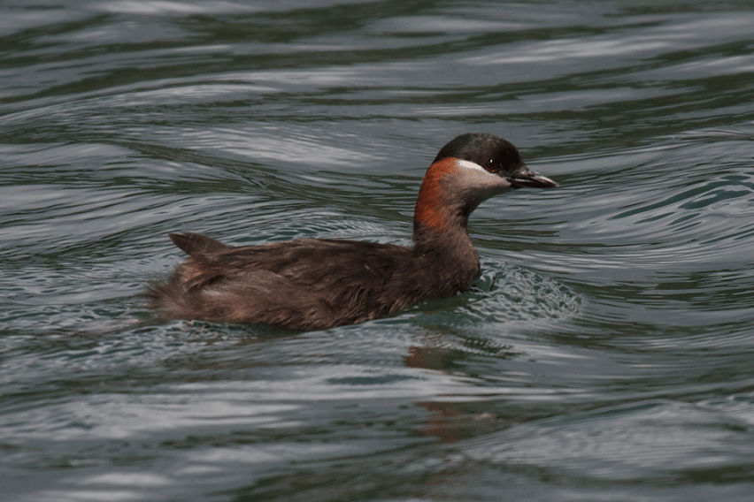 burung madagascar grebe