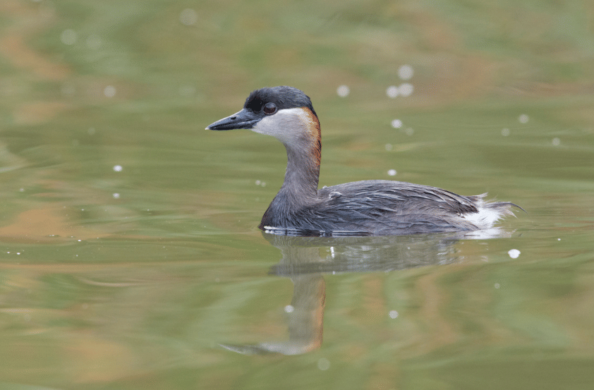 burung madagascar grebe