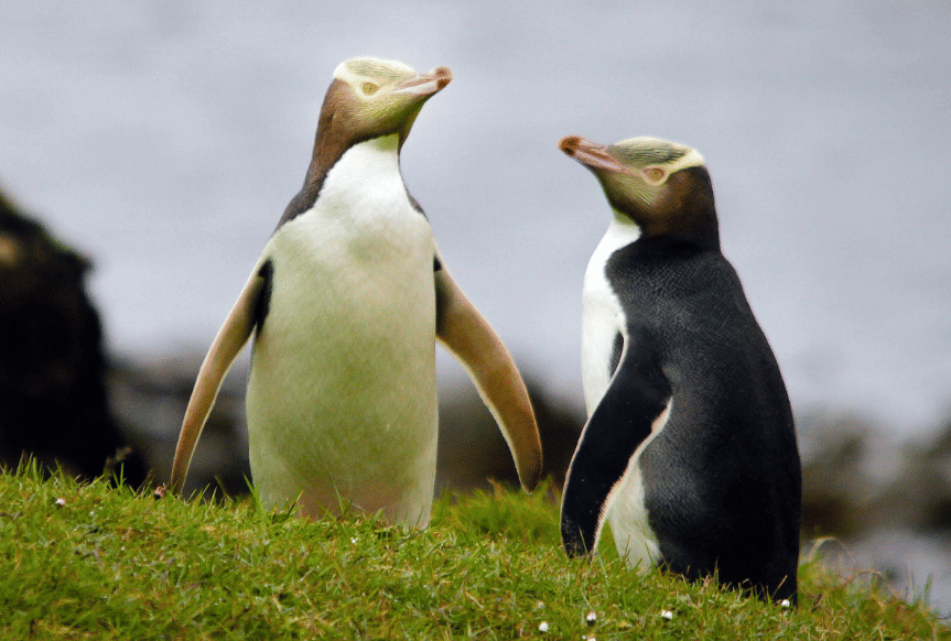 yellow-eyed penguin