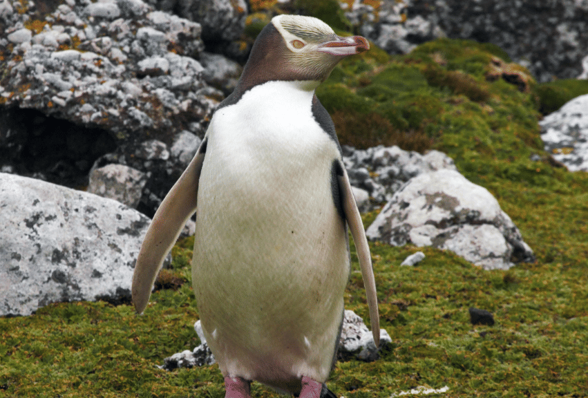 5 Fakta Yellow Eyed Penguin, Penguin Terkenal Pemalu dan Sulit Ditemui
