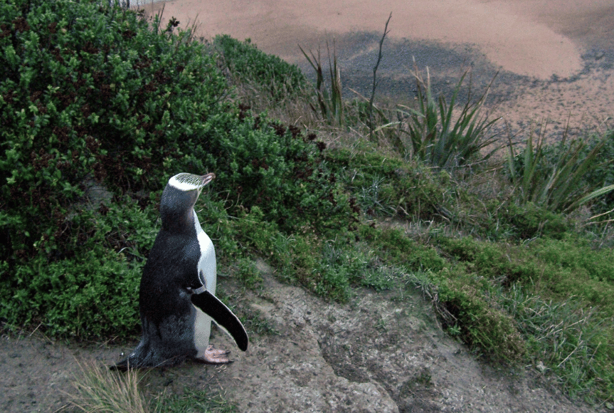 yellow-eyed penguin