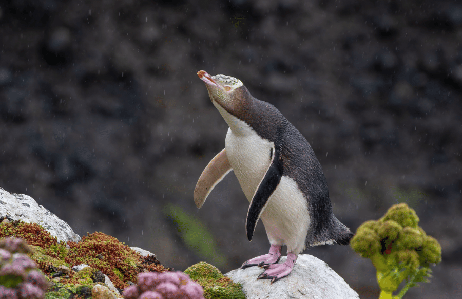 yellow-eyed penguin