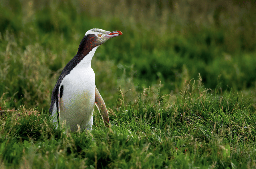 yellow-eyed penguin