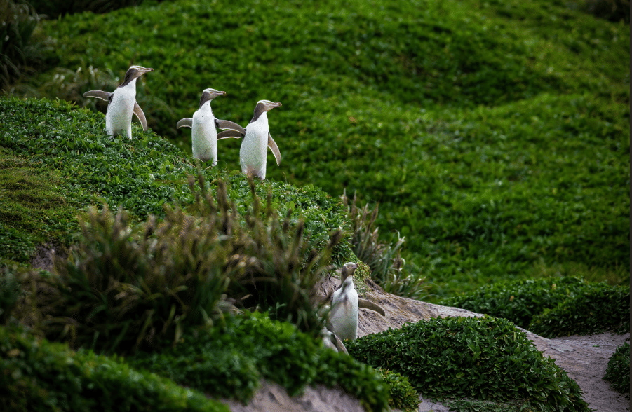 yellow-eyed penguin