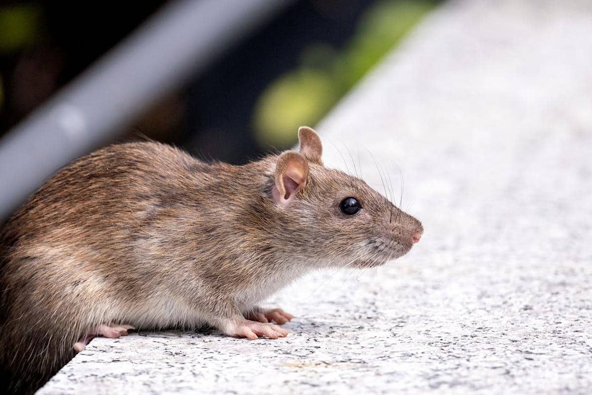 Tikus got sedang berjalan.
