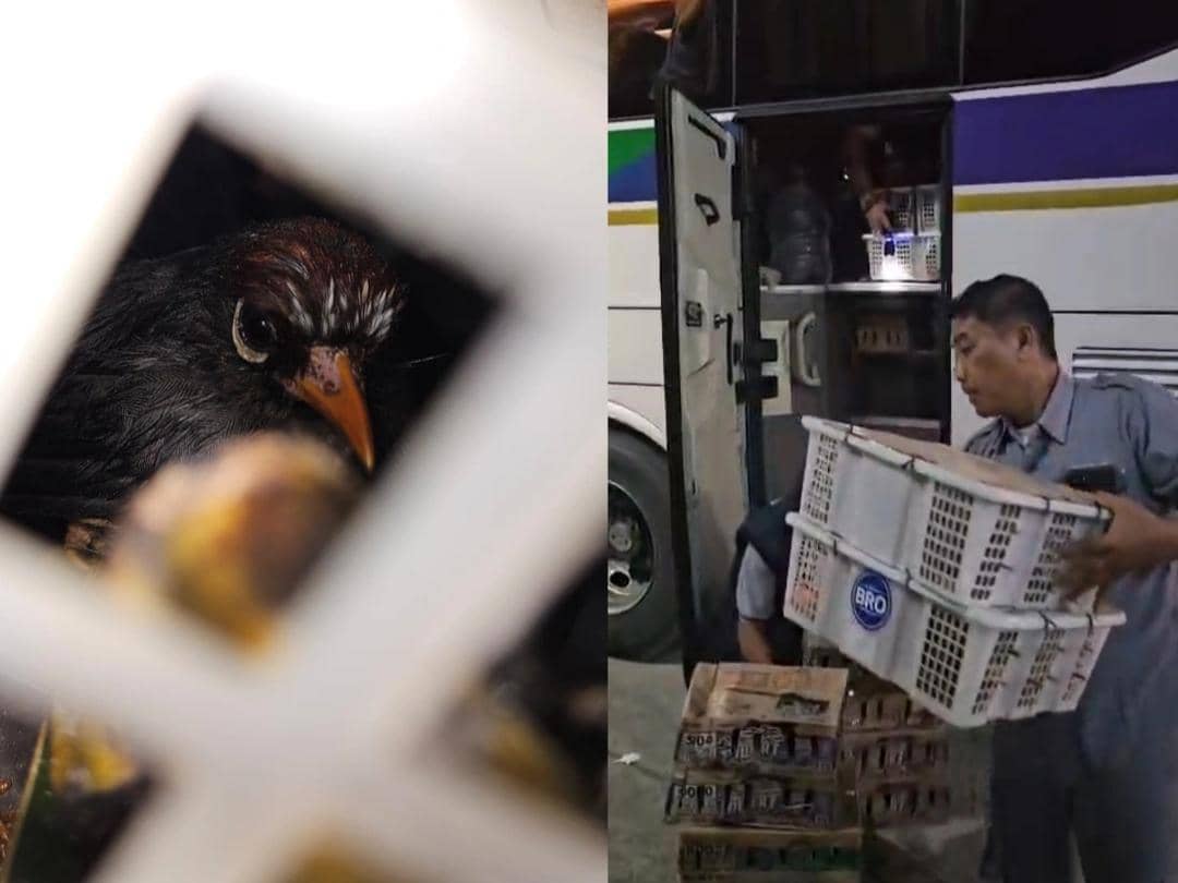Diupah Rp2 Juta, Sopir Bus Nekat Selundupkan 620 Ekor Burung ke Jawa
