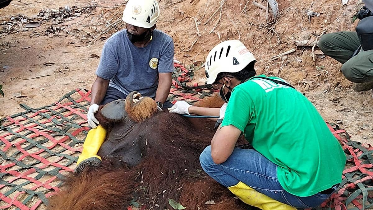 BBKSDA Sumut Lakukan Rescue dan Translokasi Orangutan di Langkat
