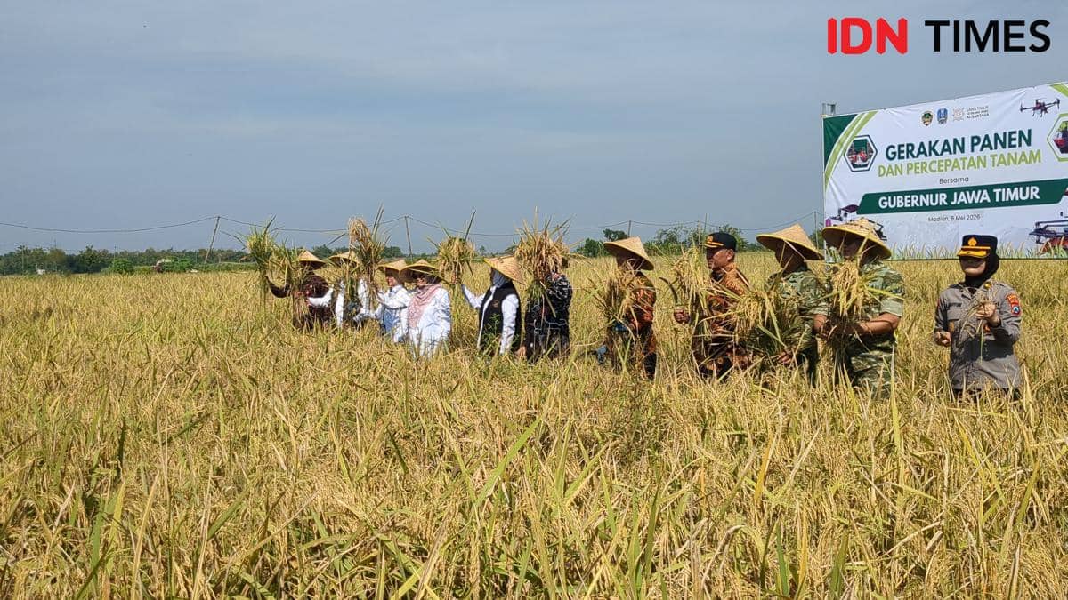 Petani Madiun Sejahtera, Harga Gabah Tembus Rp7.500 per Kilogram