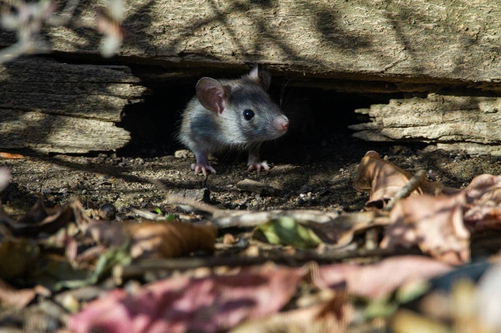 Seekor tikus