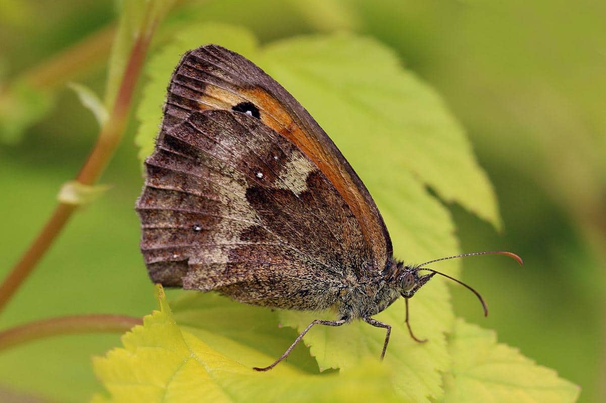 gatekeeper