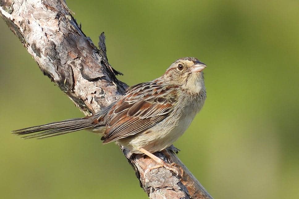 5 Fakta Bachman's Sparrow, Burung Hutan yang Bergantung pada Api Alami