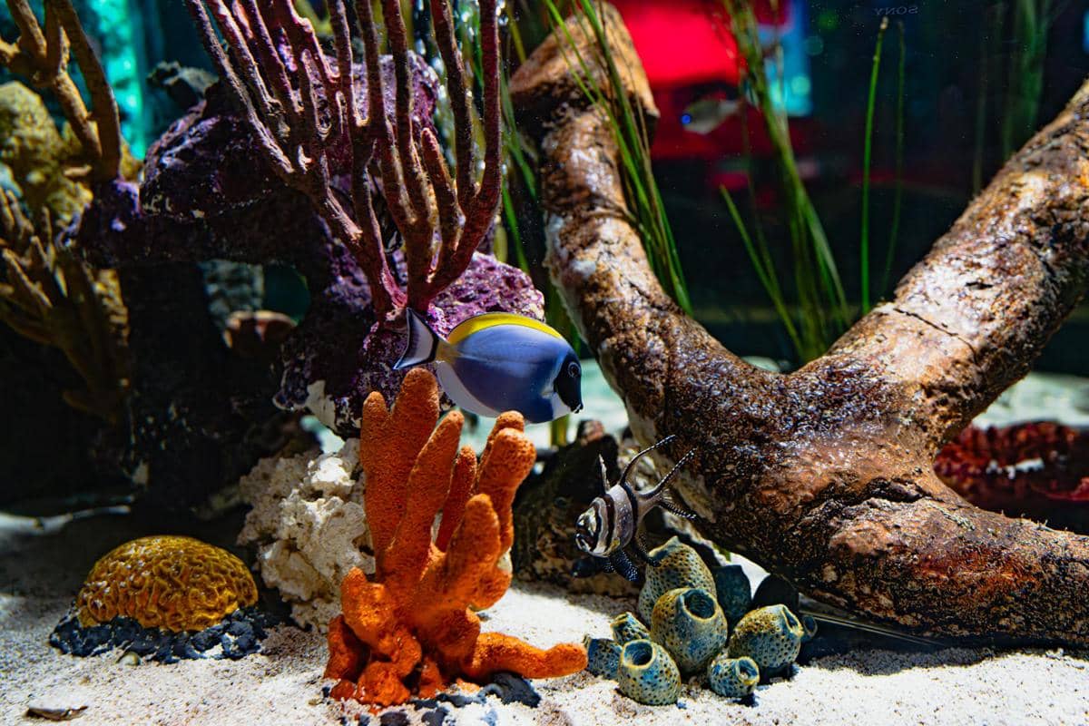 5 Cara Membaca Perilaku Ikan Saat Kadar Amonia Naik Sebelum Telat