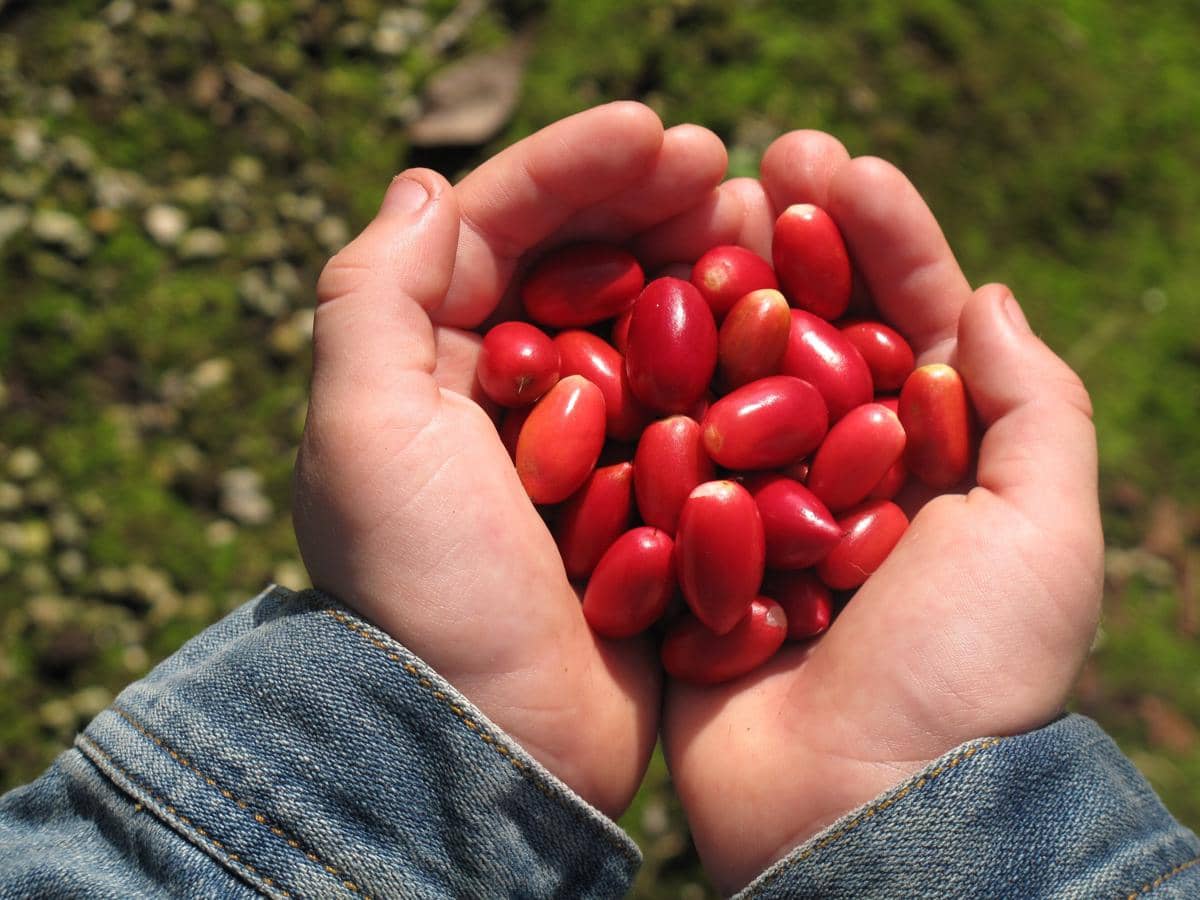 Buah miracle berry