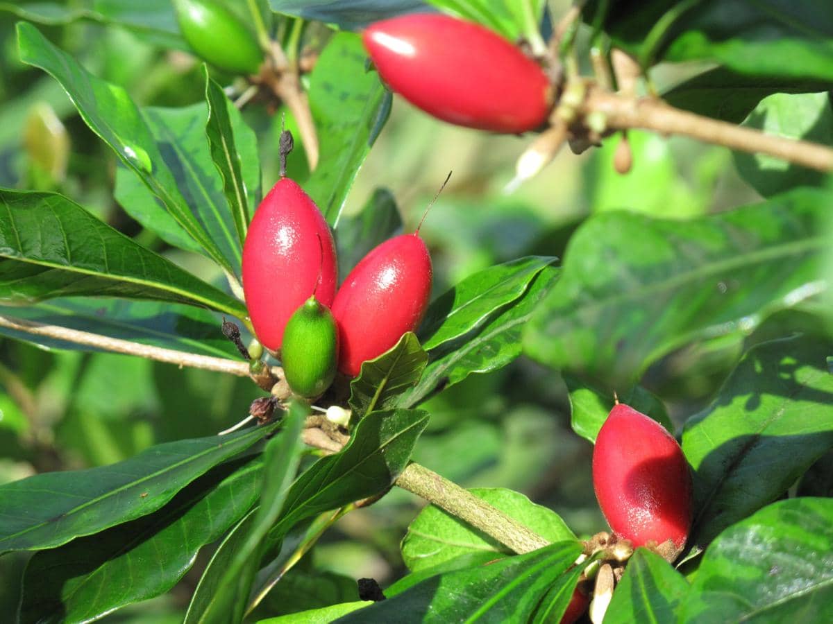 Daun dan buah miracle berry