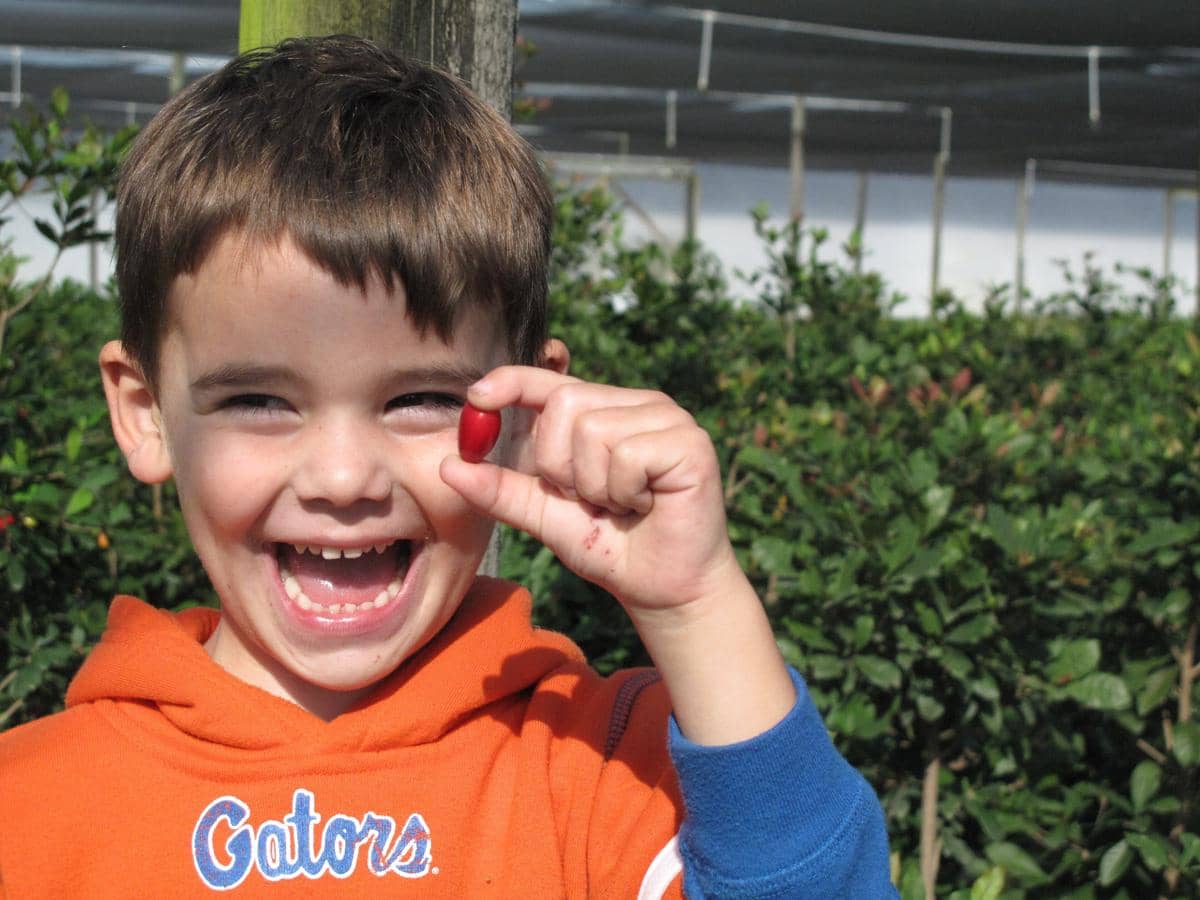 Seorang anak sedang memegang buah miracle berry