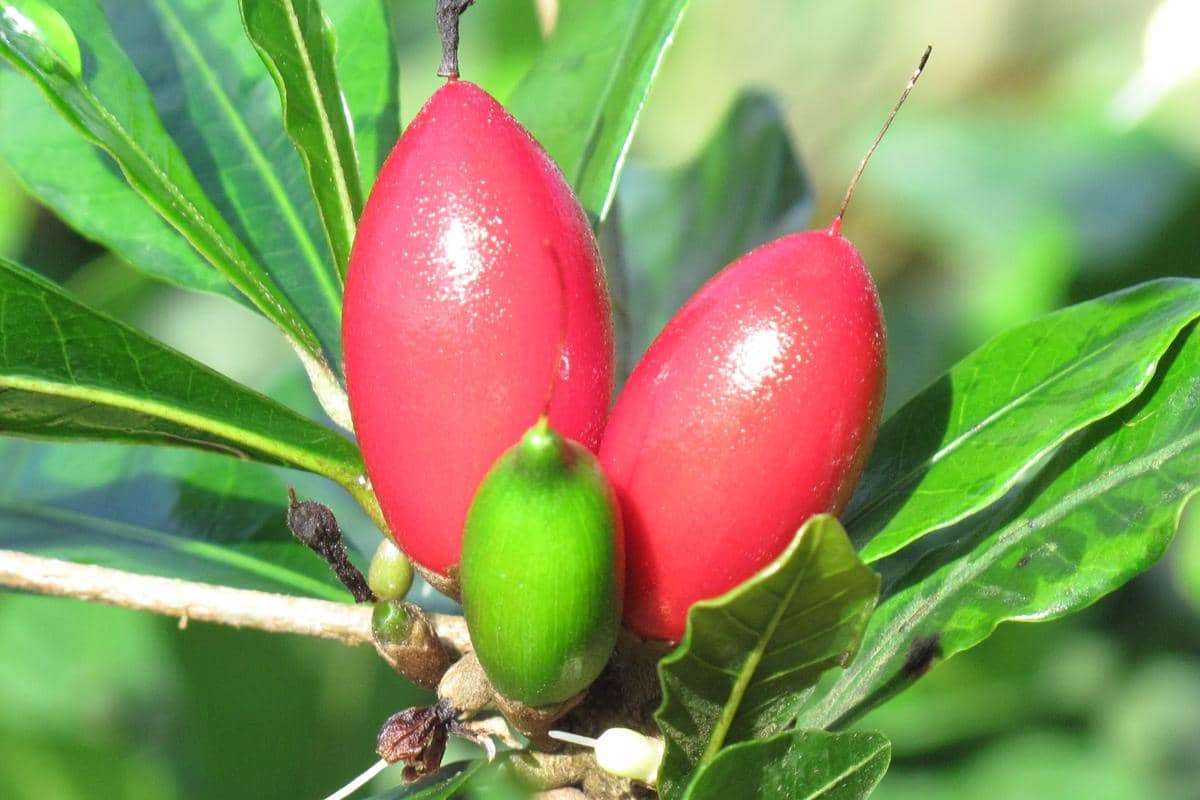 5 Fakta Miracle Berry, Buah Ajaib yang Mengubah Rasa Asam Jadi Manis