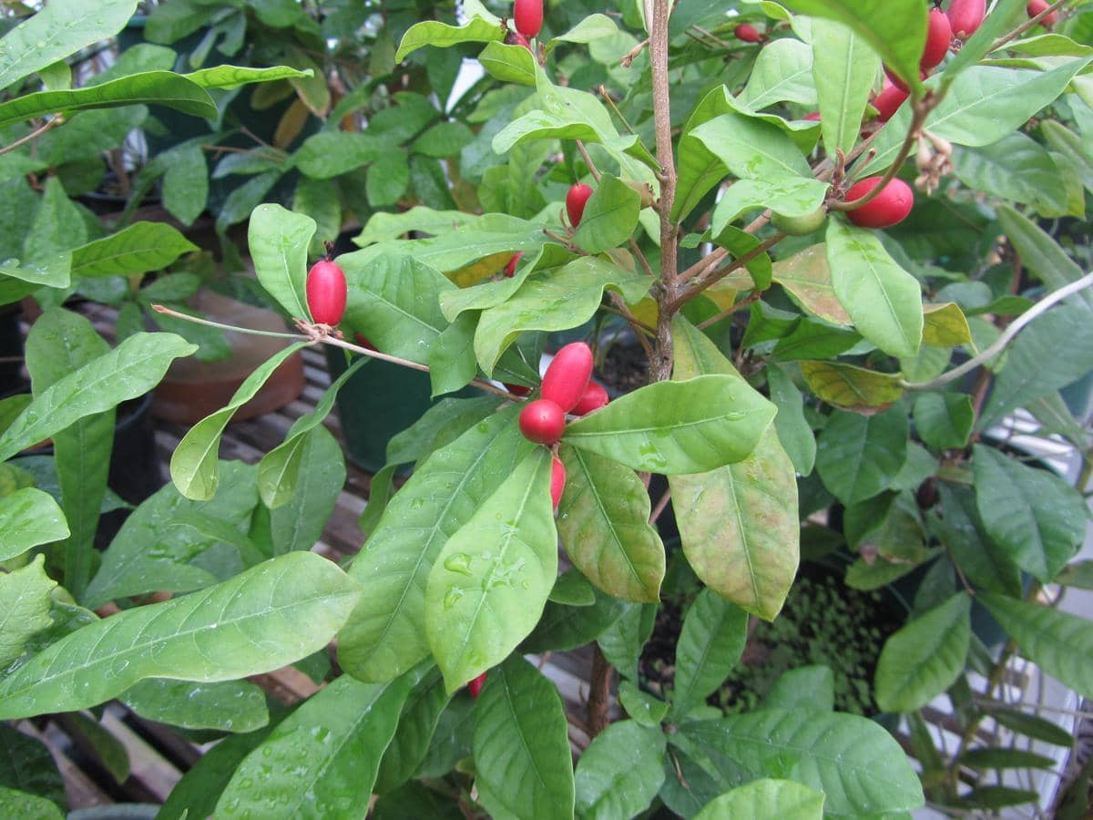 Tanaman miracle berry