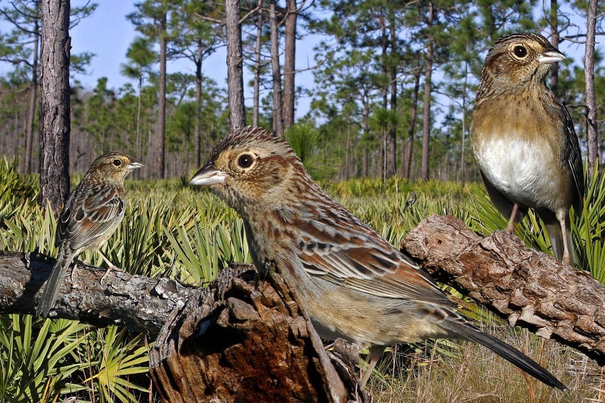 Bachman's Sparrow