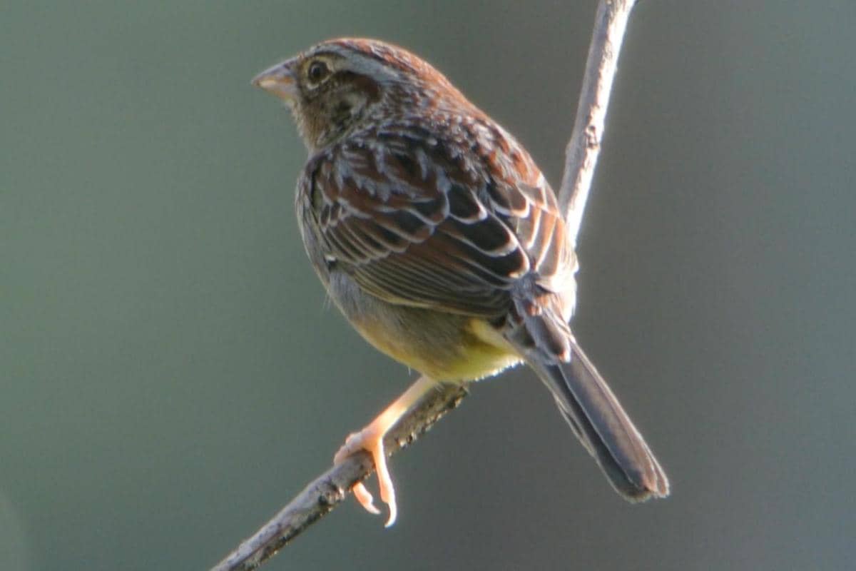Bachman's Sparrow