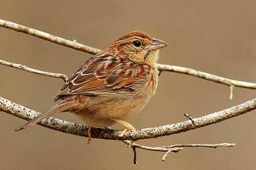Bachman's Sparrow