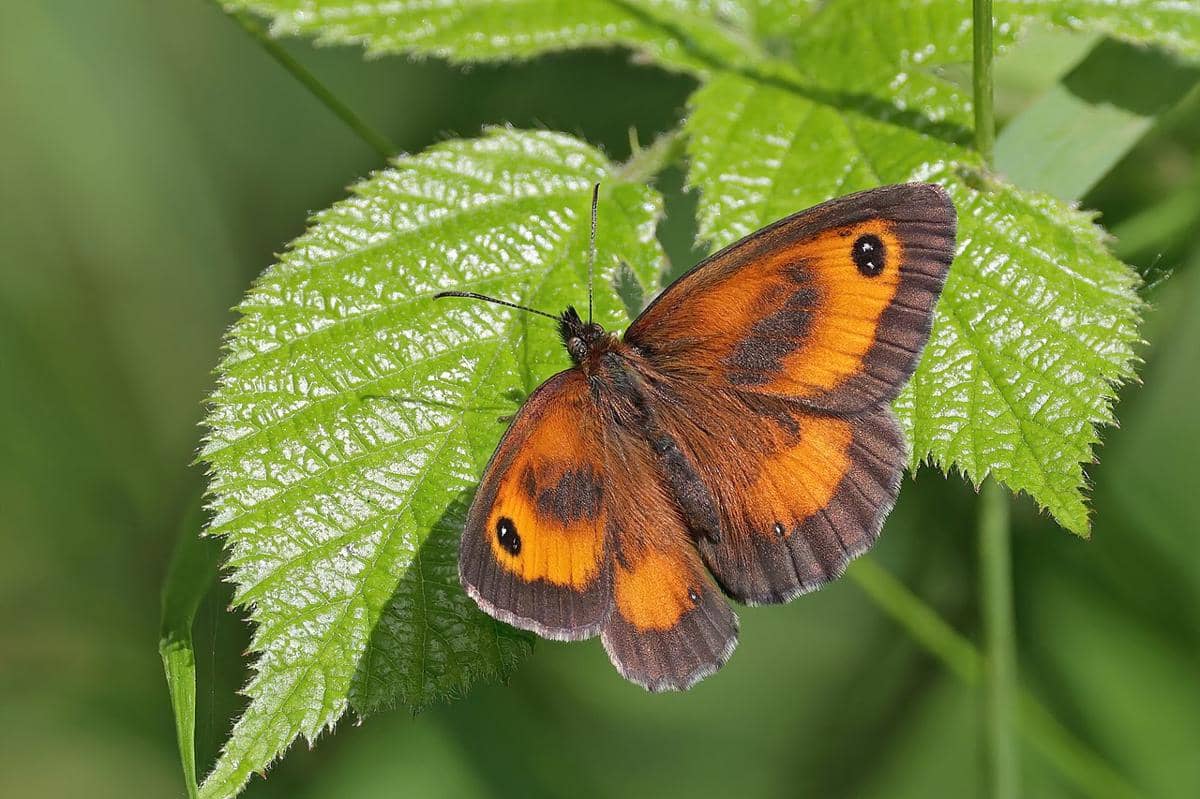 gatekeeper
