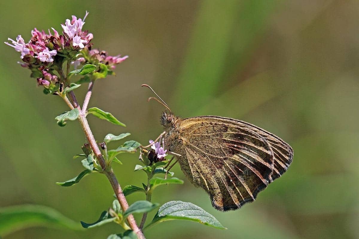 gatekeeper