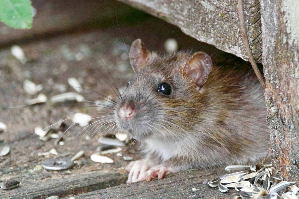 ilustrasi hewan pengerat penyebab hantavirus