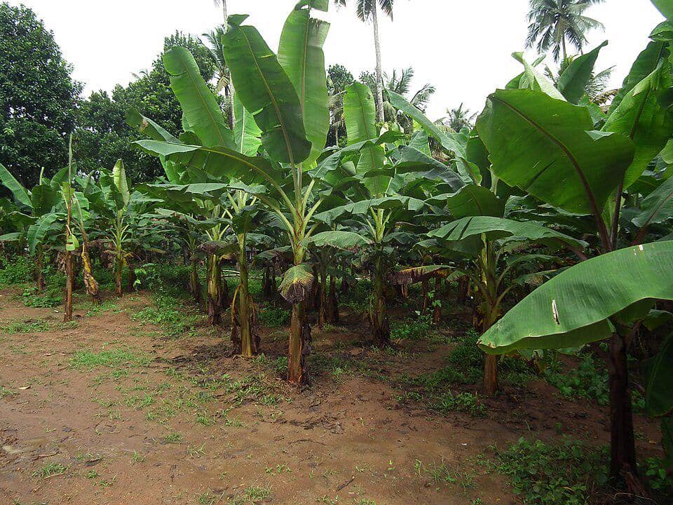 Kebun pohon pisang dengan daun hijau lebat tumbuh di tanah lembap, dikelilingi pepohonan tropis di latar belakang.